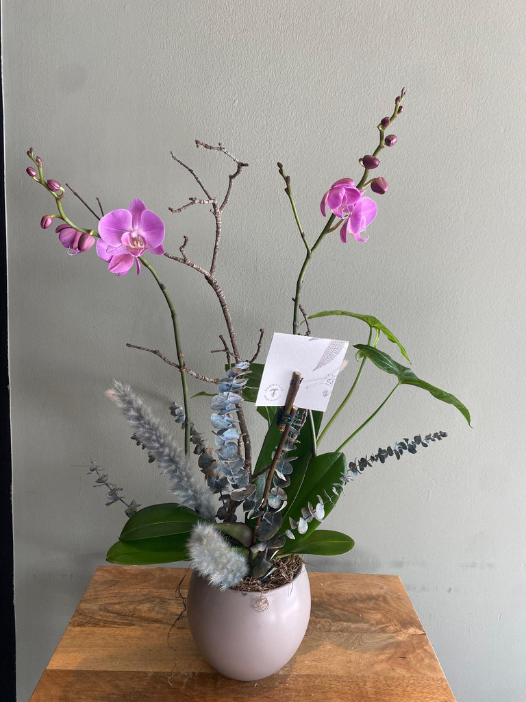 Orquídea Clásica