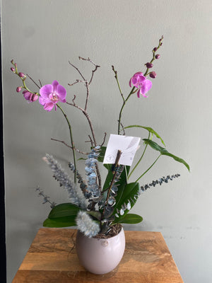 Orquídea Clásica