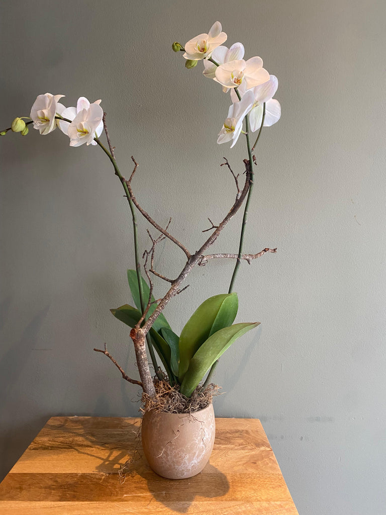 Orquídea Basic
